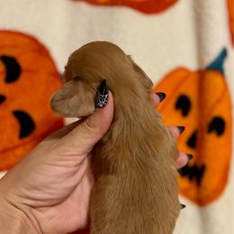 Larry - Red male Dachshund puppy in Timpson, Texas from Double S Kennel