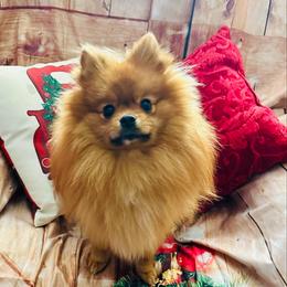 Ginger - Pomeranian