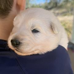 ScenicCreek Solarius - White male Berger Blanc Suisse puppy in Bexar County, Texas from Scenic Creek German Shepherds and White Swiss Shepherds
