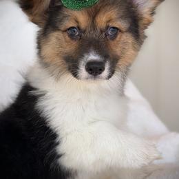 Girl 2 - Black and tan female Pembroke Welsh Corgi puppy in Surprise, Arizona from Ruff and Rowdy Corgis