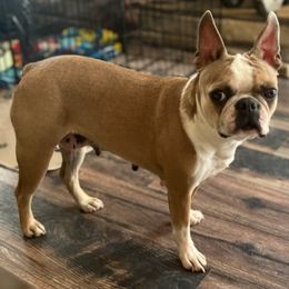 Boston Terrier and French Bulldog Puppies from Peachy Keen Bostons and Frenchies