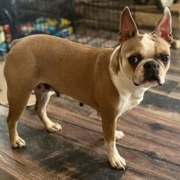 Boston Terrier and French Bulldog Puppies from Peachy Keen Bostons and Frenchies