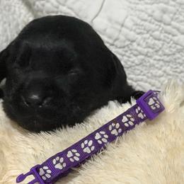 Black male 1 - Black male Labrador Retriever puppy in Orlando, Florida from Clarisma K9’s