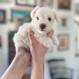 Miniature Schnauzer Puppies from Kelli Palmer