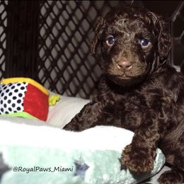 Goldendoodle and Poodle Puppies from RoyalPaws_Miami