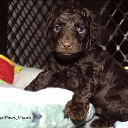 Goldendoodle and Poodle Puppies from RoyalPaws_Miami