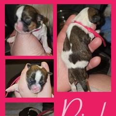 Cavatzu Puppies from Pulley Puppies