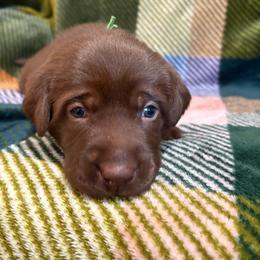 3rd pick Chocolate Male - Chocolate male Labrador Retriever puppy in Boise, Idaho from Wings of Freedom Retrievers and Malinois