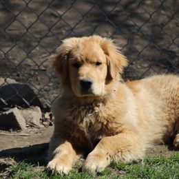 Golden Retriever Puppies from OPK Goldens