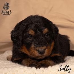Sully - Tri-color male Bernedoodle puppy in Palmetto Bay, Florida from SOMIDOODLES