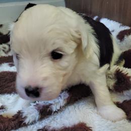 Daffy - Black and white female Sheepadoodle puppy in Bellevue, Iowa from Fluffy Wonders Poms and Doodles