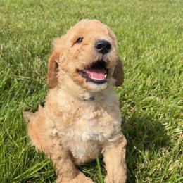Blue collar - Apricot male Goldendoodle puppy in Ottawa, Kansas from Kansas Country Doodles