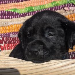 Labrador Retriever Puppies from Marshland Retrievers LLC