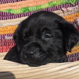 Labrador Retriever Puppies from Marshland Retrievers LLC