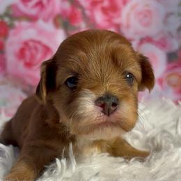 Calla - Red sable female Havanese puppy in Clermont, Florida from Country Sweet Havanese and Creative Coaching