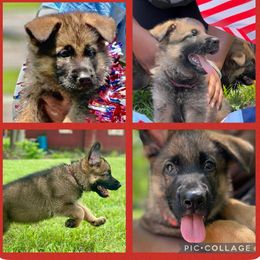 Bruna - Sable female German Shepherd puppy in Youngsville, North Carolina from di Casa Ortiz German Shepherds