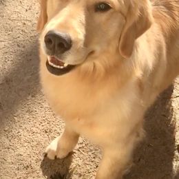 Golden Retriever and Siberian Husky All Grown Up from Nevani Goldens