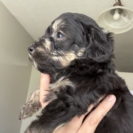 Miles - Black phantom male Aussiedoodle puppy in Weeki Wachee, Florida from Pawprint Dreams Boarding and Kennel