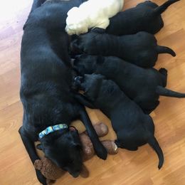Labrador Retrievers from Loving Labs