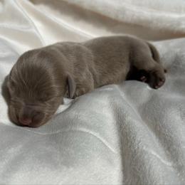 Patrick - Fawn (isabella) and tan male Dachshund puppy in San Diego, California from Enchantables