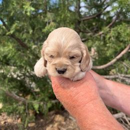 Girl 1 - Buff female Cocker Spaniel puppy in Trinidad, Colorado from Sweet Cockers