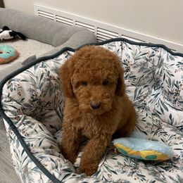 Benjamin William - Red  male Poodle puppy in Berrien Springs, Michigan from Michigan Mini & Toy Red Poodles