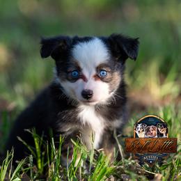 Flopsy - Black tri female Miniature Australian Shepherd puppy in Granbury, Texas from Best Little Aussies