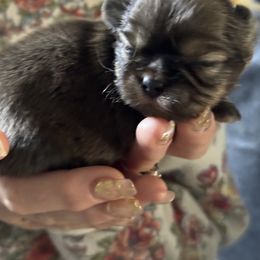 Shih Tzu Puppies from Angela Driver's Shih Tzu