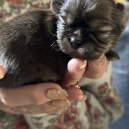 Shih Tzu Puppies from Angela Driver's Shih Tzu