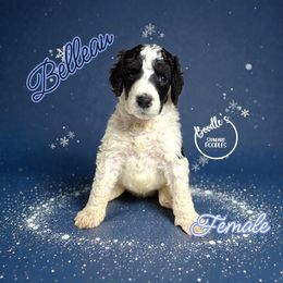 Belleau - Parti female Poodle puppy in Pink Hill, North Carolina from Boodle's Standard Poodles