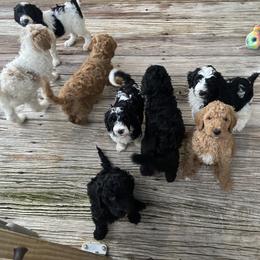 Aussiedoodle and Goldendoodle Puppies from Cuddly Doodles