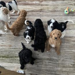 Aussiedoodle and Goldendoodle Puppies from Cuddly Doodles
