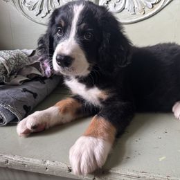 Bernedoodle Puppies from Cove Creek Companions