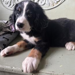 Bernedoodle Puppies from Cove Creek Companions