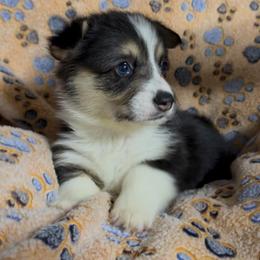 AKC Brown Fox - Black and tan male Pembroke Welsh Corgi puppy in Summerfield, Florida from Promise Land Farm