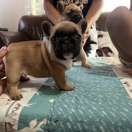 Dot boy - Fawn and white male French Bulldog puppy in Berea, Kentucky from Bully Life Farms