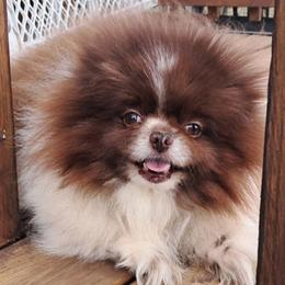 Envy - Chocolate parti female Pomeranian puppy in Oklahoma City, Oklahoma from Meek's Poms