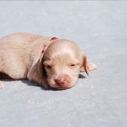 AKC Baron - Red male Dachshund puppy in Billings, Missouri from Bundles of Joy