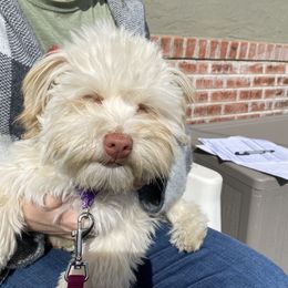 Havanese Puppies from HavToHavaHavi