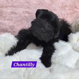 Chantilly - Black female Miniature Schnauzer puppy in San Diego, California from SoCal Beards and Brows