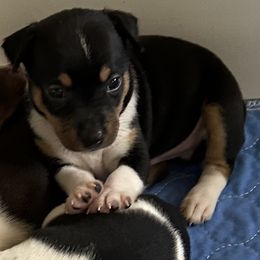 Taurus - White black and tan male Rat Terrier puppy in Savoy, Texas from Rockin EZ Rat Terriers