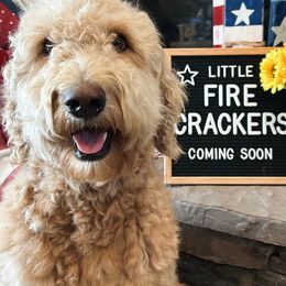Rose - Goldendoodle