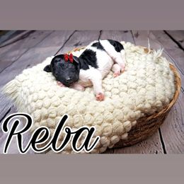 Reba (light pink tag) - Parti Poodle puppy in California from Musical Poodles