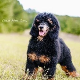 Basil - Poodle