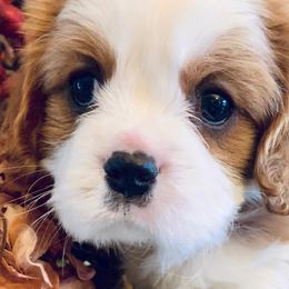 Cavalier King Charles Spaniels from Cavaliers of Lilac Creek