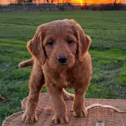 Goldendoodles from Dolly’s Doods