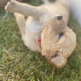 Golden Retriever Puppies from Washington Lakeside Goldens
