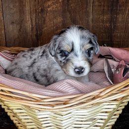 Lassie - Blue merle female Toy Australian Shepherd puppy in Tonasket, Washington from V5 Aussies