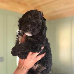 Mickey - Black phantom male Aussiedoodle puppy in Jackson, Tennessee from Dinah Doodles and Aussies