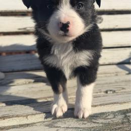 Shamrock - Black tri male Toy Australian Shepherd puppy in Licking, Missouri from Burnett Aussies
